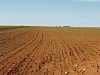 The Cerrado - soy and maize for miles- pity about the trees