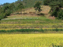An Ecological Contradiction
