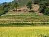 At the top of the valley above the rice paddies and the rows of red chilli, stand the family burial mounds
