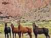 brumbies still