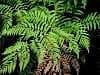 Patagonia Green Fern