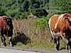 big boys sharing the road