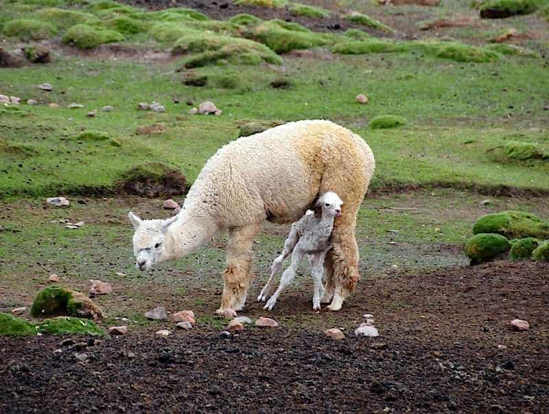 newborn alpaca struggles to its feet