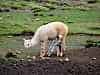 newborn alpaca struggles to its feet