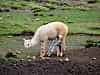 newborn alpaca struggles to its feet