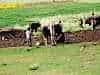 basic dairying