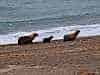 Resize-of-DSC_4593