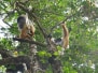 Lemurs Album
