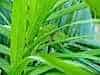 Green chameleon