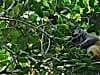 Red fronted Brown Lemurs