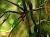 Chameleon