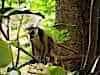 Ring tailed Lemur