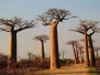 Madagascan Magic