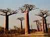 baobabtrees