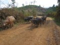 northern_LaoIMG_1738.jpg