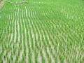northern_thailandIMG_3054.jpg