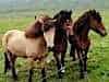 Icelandic horses came with the Vikings and now are exported all over the world