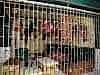 Caged meat – keep big blowflies out