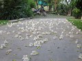 River-KwaiIMG_3490_resize.jpg