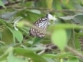 IMG_2455_resize