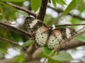 IMG_2462_resize