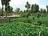The lush cropping fields of the Hexi Corridor - a narrow valley running 1500 kms from the Taklamakan down to Xian