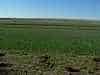 Simply gorgeous green after those weeks of an arid landscape