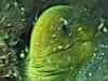 A green conga pops his head out
