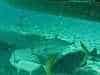 A groper amongst minnows