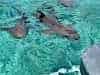 Nurse sharks off the stern - jeez to we swim with these babies?