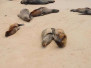 Galapagos First Up