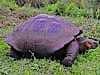 Not a turtle - but a tortoise (land-based)