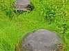 Tortoise march across the fields