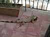 Iguana's on your balcony! Only in Mexico
