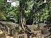 Jungle enveloped ruins characterise Pelanque