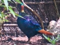West_bangal_IMG_1419_resize