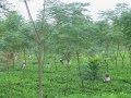 West_bangal_IMG_1495_resize