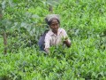 West_bangal_IMG_1500_resize