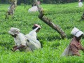 West_bangal_IMG_1505_resize